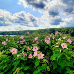 Swamp Mallow At Moraine State Park