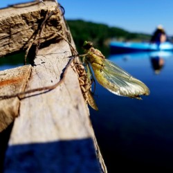 Emerging Dragonfly