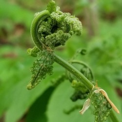 Fiddlehead 1