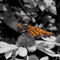 Monarch Butterfly