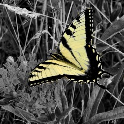 Swallowtail Butterfly