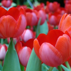 Red Tulips