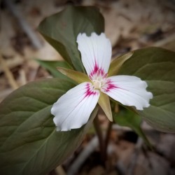 Painted Trillium