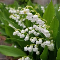 Lily Of The Valley