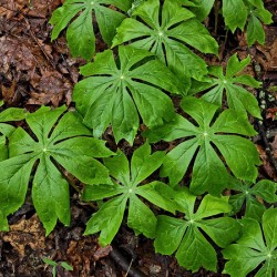 Mayapples