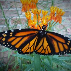 Monarch Female