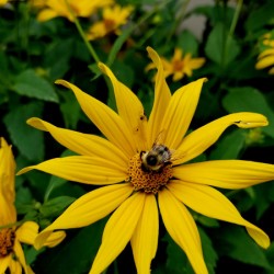 Bumblebee On Helianthus