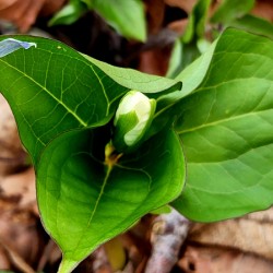 White Trillium Bud 2