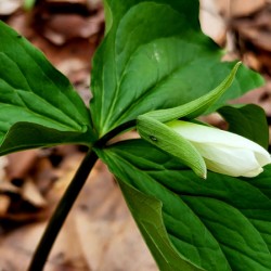 White Trillium Bud