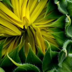 Sunflower Bud