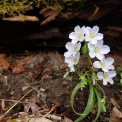 Spring Beauties