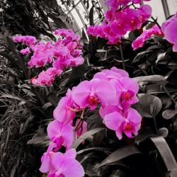 Orchids 2