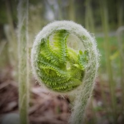 Fiddlehead