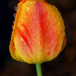 Stunning Tulip