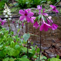 Creeping Phlox Streamside