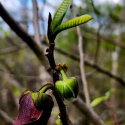 Paw Paw Flower