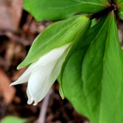 White Trillium Bud 1