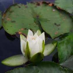 Water Lily