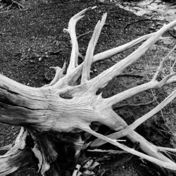 Roots
