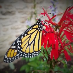 Monarch On Cardinal Flower