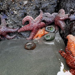 Tidal Pool 4