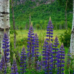Maine Lupines