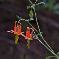 Columbine