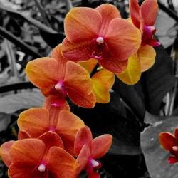 Orchids 4
