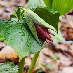 Red Trillium Bud