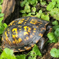 Box Turtle