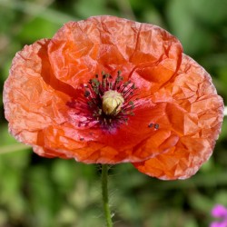Poppy
