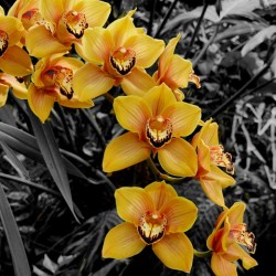 Orchids 3