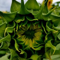 Sunflower Bud