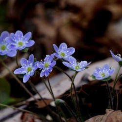 Hepatica
