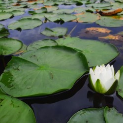 Water Lily 2