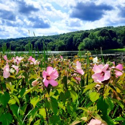 Swamp Mallow At Moraine State Park