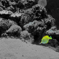 Tropical Fish