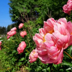 Salmon Peony Row
