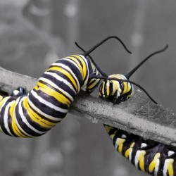 Monarch Caterpillars