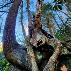 Muppet Tree 1