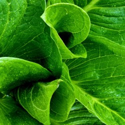 Skunk Cabbage Furls