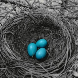 Robin Eggs 