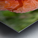 Poppy Metal print