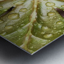 Raindrops on Mayapple Metal print