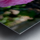 Ranunculus Metal print