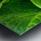 Skunk Cabbage Furls Metal print