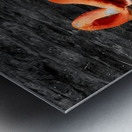 Flamingo Grooming Metal print