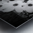 Flowering Dogwood Metal print
