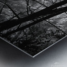 Forest Light Metal print