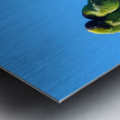 Nanday Parakeets Metal print